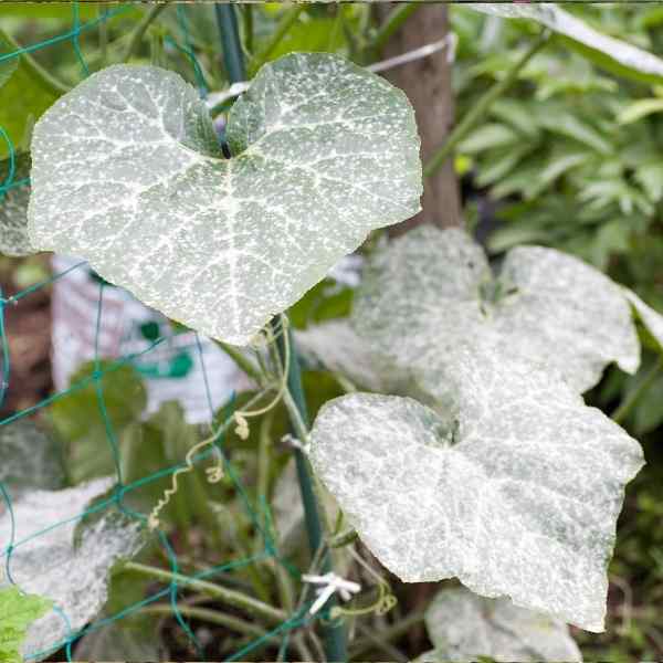 post powdery mildew