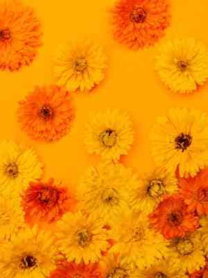 calendula post edible