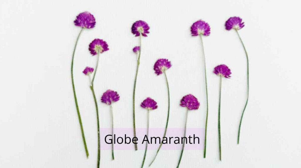 post edible flowers globe amaranth dried