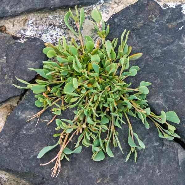 purslane-green-seeds-1 purslane-green-seeds-1