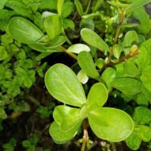 Purslane Green