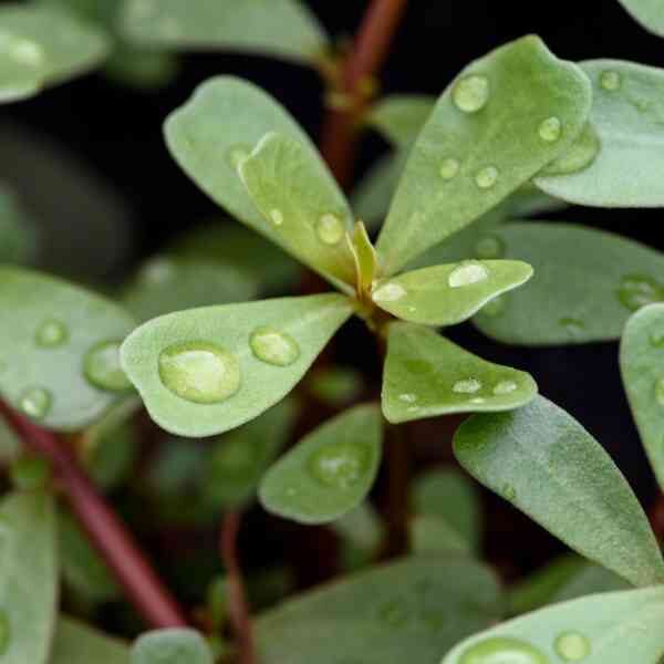 purslane-seeds-3 purslane-seeds-3