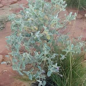 wild-bush-tomato-seeds-5