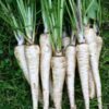 parsnip-demeter-seeds-1