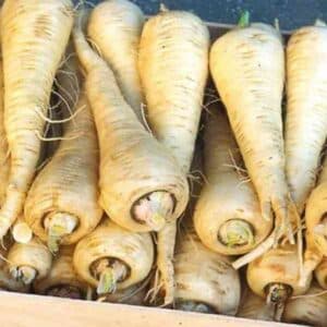 Parsnip Demeter