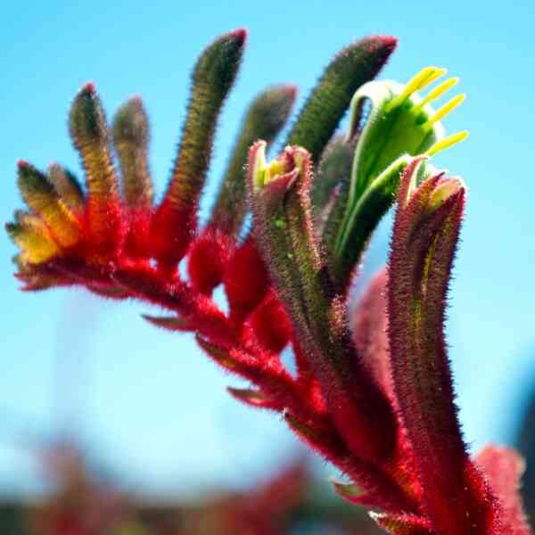 kangaroo-paw-manglesii-seeds kangaroo-paw-manglesii-seeds