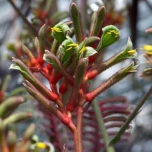 kangaroo-paw-manglesii-seeds=2