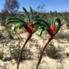 kangaroo-paw-manglesii-seeds=3