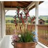 kangaroo-paw-manglesii-seeds=4