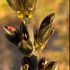 native-blood-root-seeds-1