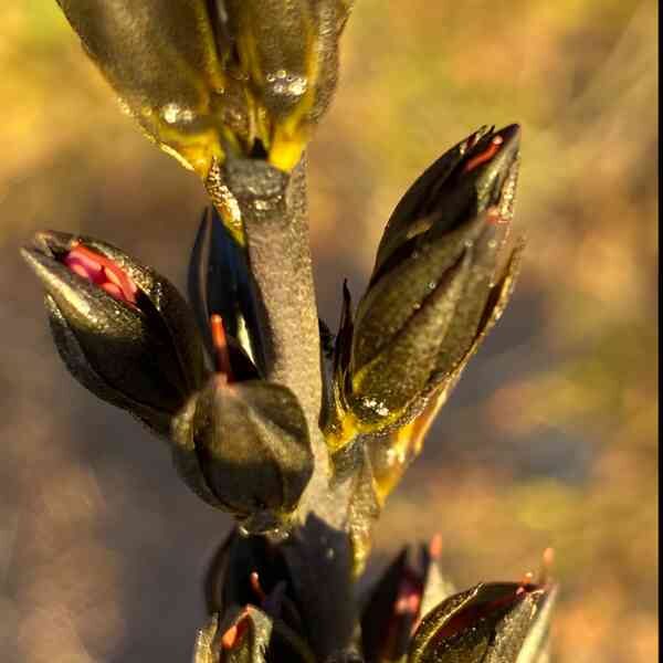 native-blood-root-seeds-1 native-blood-root-seeds-1