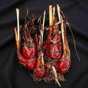 Blood Root