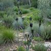 native-blood-root-seeds-5