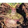 swede-aspen-seeds-1