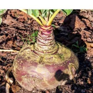 swede-aspen-seeds-1