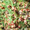 acacia-red-eyed-wattle seeds