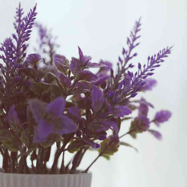 7 Ways to Use lavender