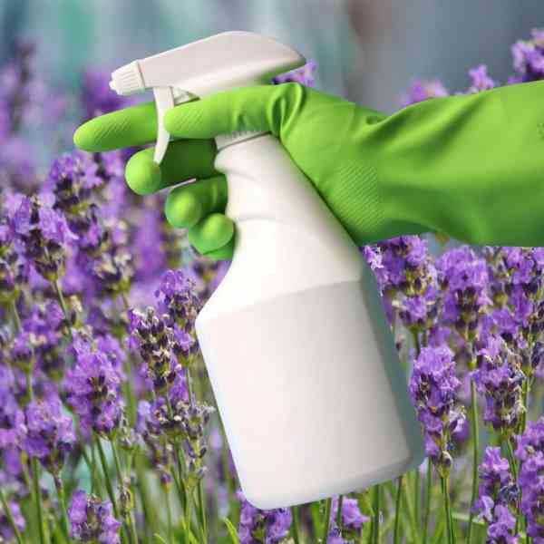 lavender spray post