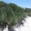 nitre-bush-seeds-1