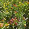 nitre-bush-seeds-5