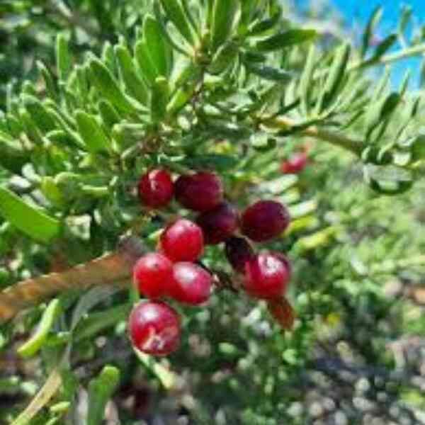 nitre-bush-seeds