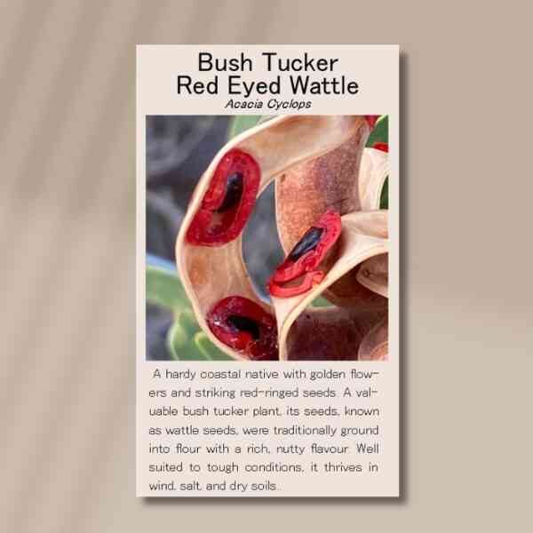 red-eyed-wattle-back red-eyed-wattle-back
