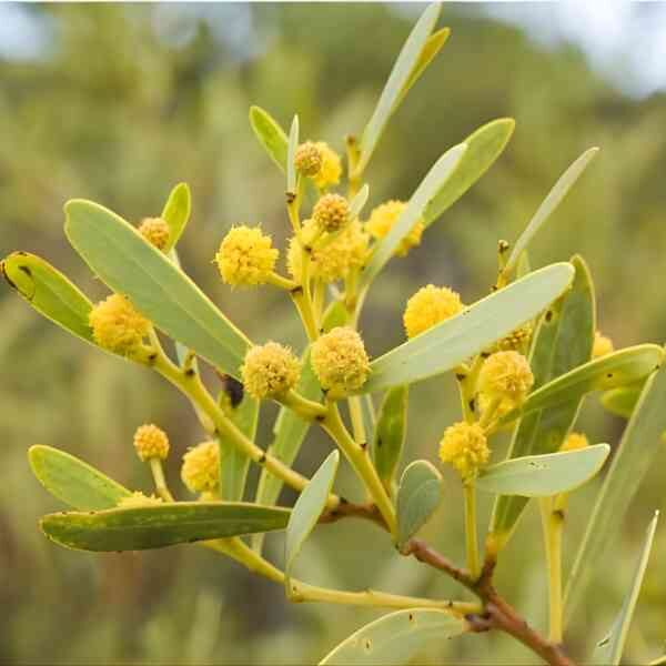 red-eyed-wattle-seeds-3 red-eyed-wattle-seeds-3