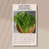 amsterdam-leaf-celery-front