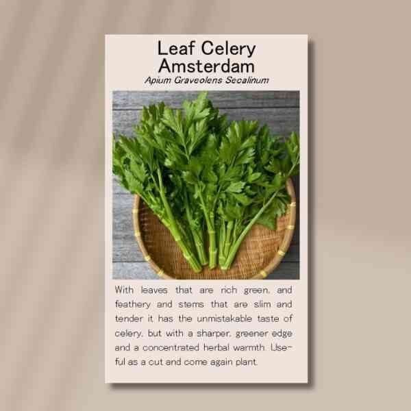 amsterdam-leaf-celery-front amsterdam-leaf-celery-front