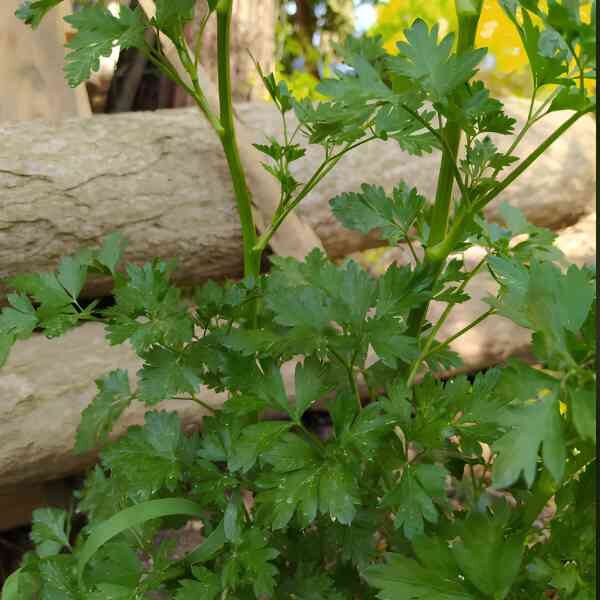 amsterdam-leaf-celery-seeds-2 amsterdam-leaf-celery-seeds-2