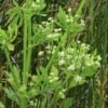 amsterdam-leaf-celery-seeds-4