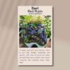 basil-red-rubin-front
