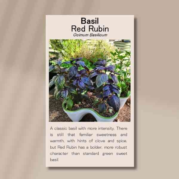 basil-red-rubin-front basil-red-rubin-front