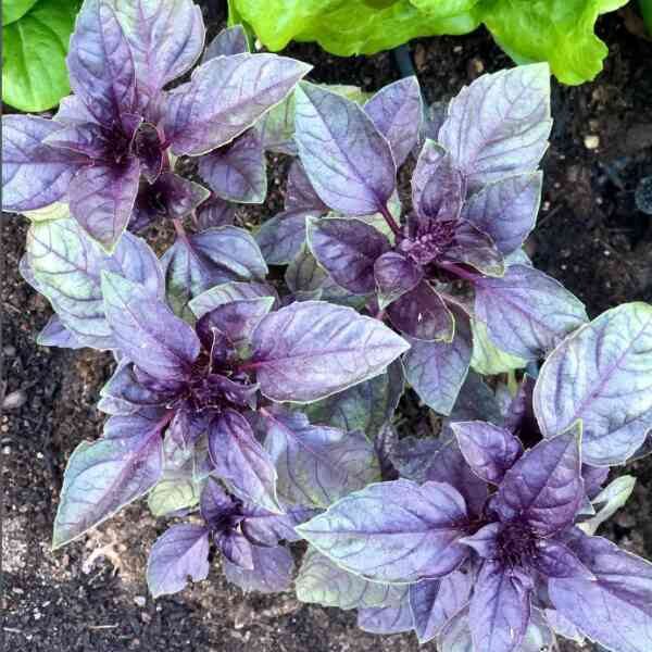 basil-red-rubin-seeds-1 basil-red-rubin-seeds-1