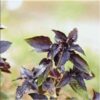 basil-red-rubin-seeds
