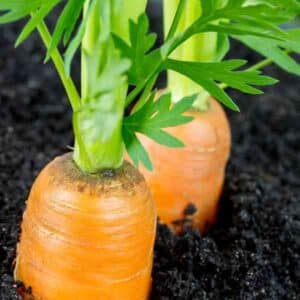 carrot-berlicum-seeds-1