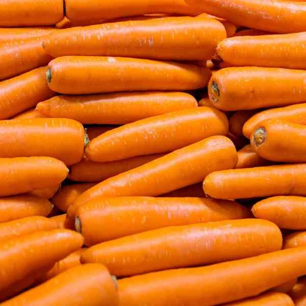 carrot-berlicum-seeds