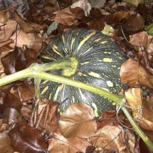 kent-pumpkin-seeds-1