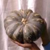 kent-pumpkin-seeds