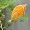 kent-pumpkin-seeds-2
