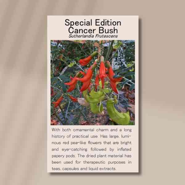 cancer-bush-front cancer-bush-front