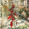 cancer-bush-seeds-1