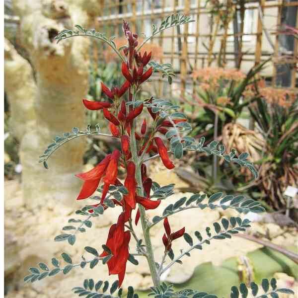 cancer-bush-seeds-1 cancer-bush-seeds-1