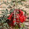 cancer-bush-seeds