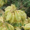 cancer-bush-seeds-3