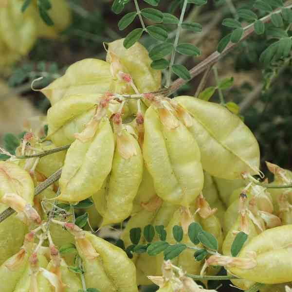cancer-bush-seeds-3 cancer-bush-seeds-3