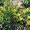 cancer-bush-seeds-4