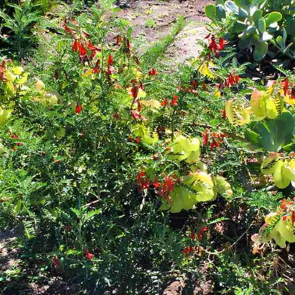 cancer-bush-seeds-4 cancer-bush-seeds-4