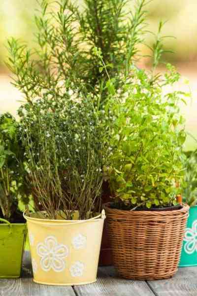 herb seeds header portrait