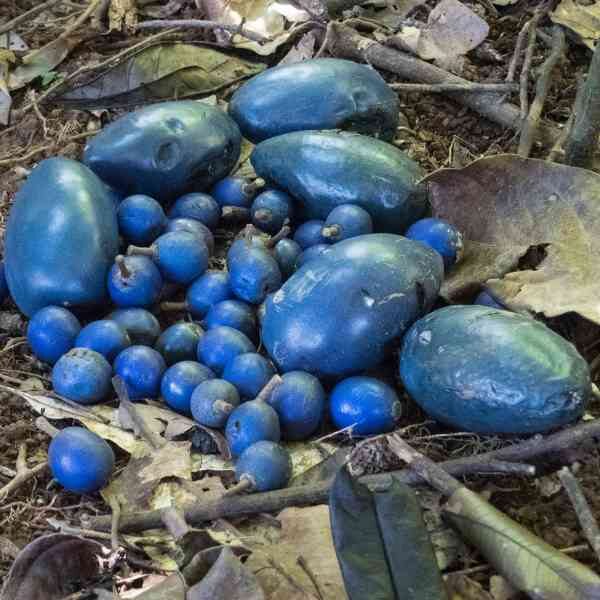 blue-quandong-seeds-1 a pile of blue quandong fruits sitting on leaf litter beneath a tree